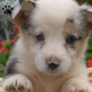 Lily Belle, Pembroke Welsh Corgi Puppy