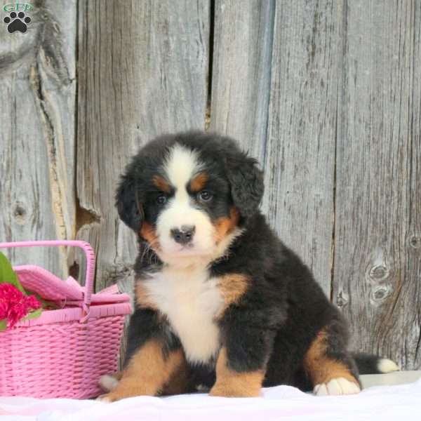 Lily, Bernese Mountain Dog Puppy