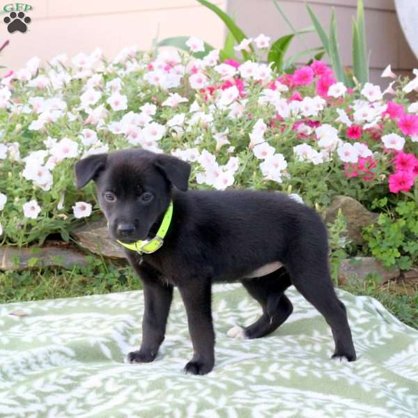 Lily, Labrador Mix Puppy