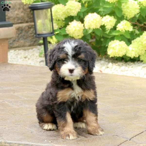 Lily, Mini Bernedoodle Puppy