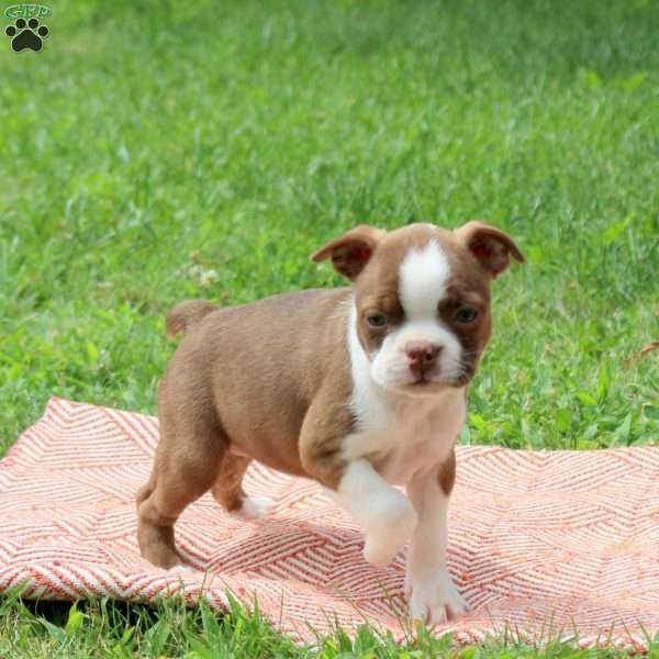 Lily, Boston Terrier Puppy