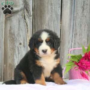 Lily, Bernese Mountain Dog Puppy