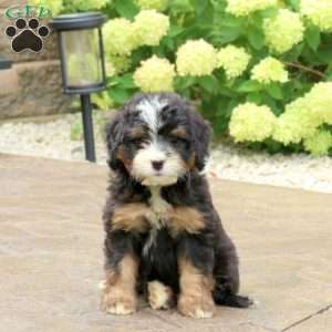 Lily, Mini Bernedoodle Puppy