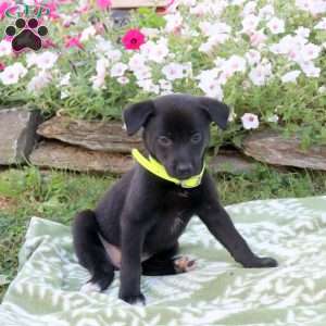 Lily, Labrador Mix Puppy