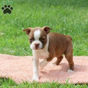 Lily, Boston Terrier Puppy
