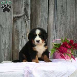 Lily, Bernese Mountain Dog Puppy