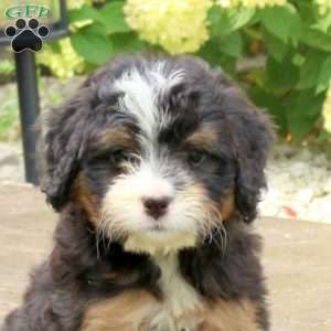 Lily, Mini Bernedoodle Puppy