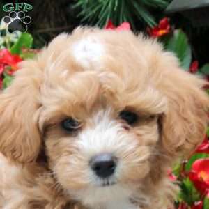 Lily, Maltipoo Puppy