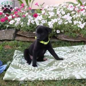 Lily, Labrador Mix Puppy