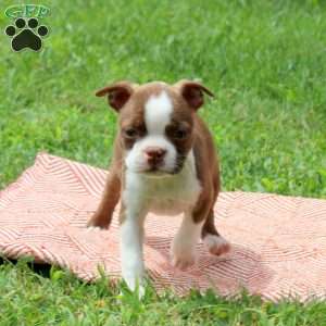 Lily, Boston Terrier Puppy