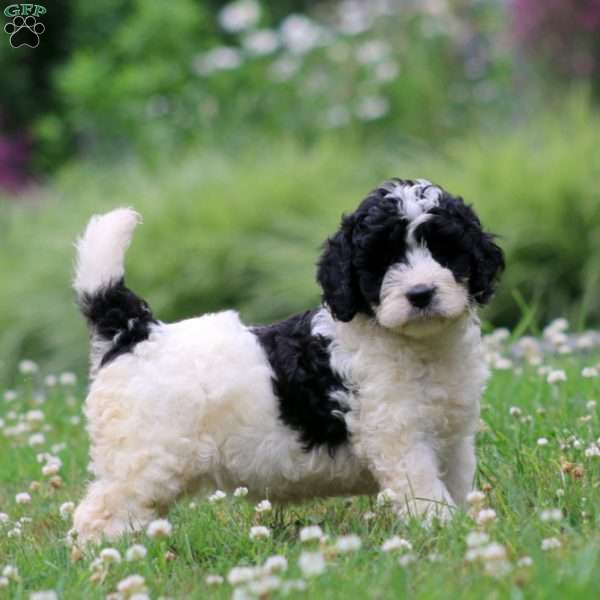 Lily, Miniature Poodle Mix Puppy