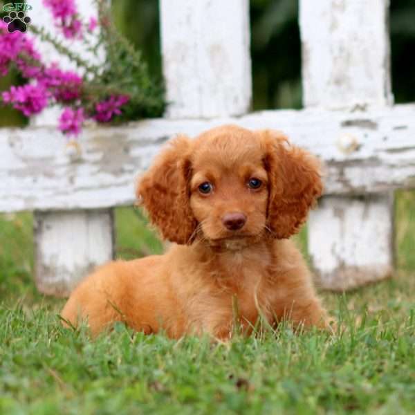 Lily, Cockapoo Puppy