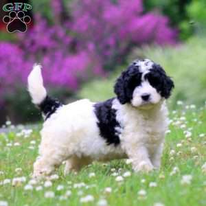 Lily, Miniature Poodle Mix Puppy