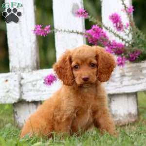 Lily, Cockapoo Puppy