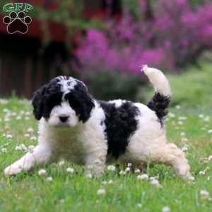 Lily, Miniature Poodle Mix Puppy