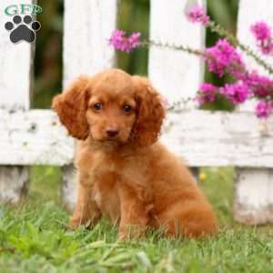 Lily, Cockapoo Puppy