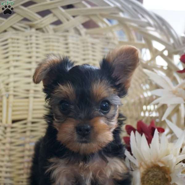 Lilly, Yorkie Puppy