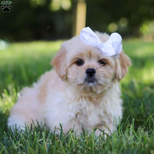 Lily, Lhasa Apso Puppy