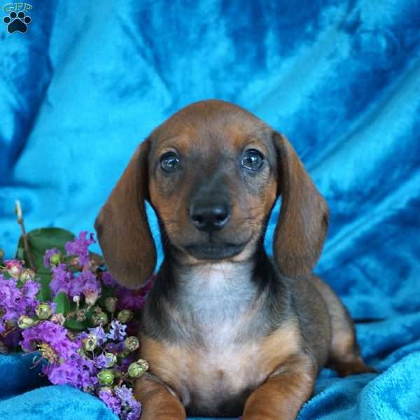 Lily, Dachshund Puppy