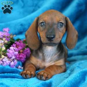 Lily, Dachshund Puppy
