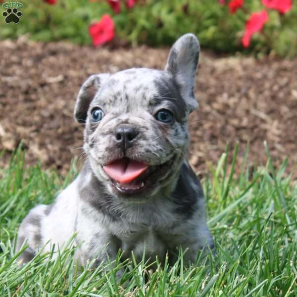 Lincoln, French Bulldog Puppy