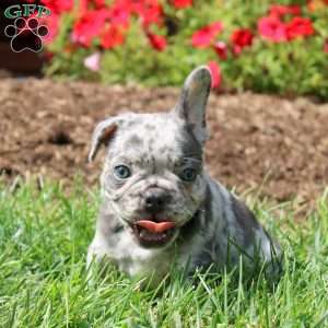 Lincoln, French Bulldog Puppy