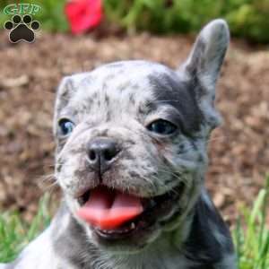 Lincoln, French Bulldog Puppy