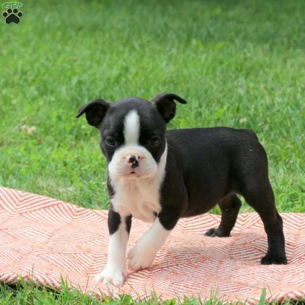 Linda, Boston Terrier Puppy