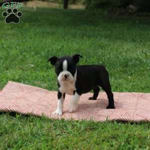 Linda, Boston Terrier Puppy