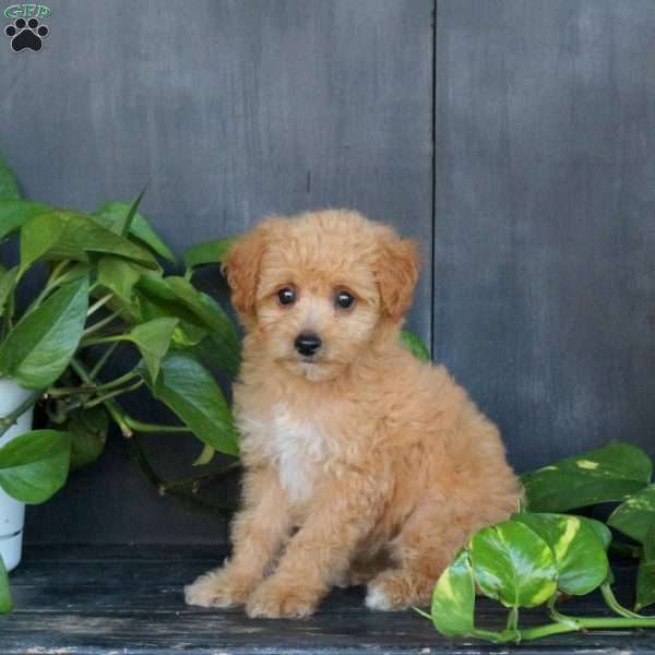 Lindsey, Bich-Poo Puppy