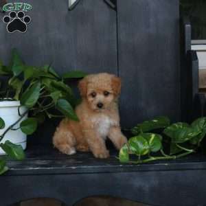 Lindsey, Bich-Poo Puppy