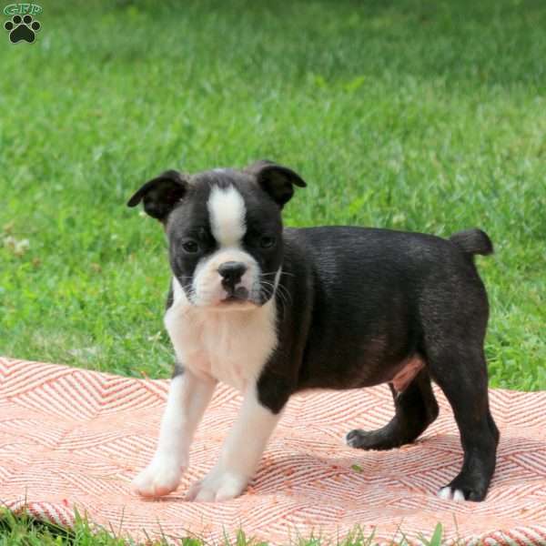 Linus, Boston Terrier Puppy