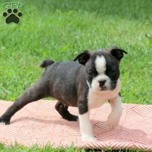 Linus, Boston Terrier Puppy