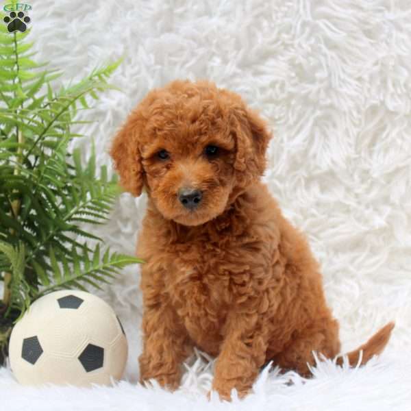 Lisa, Mini Goldendoodle Puppy