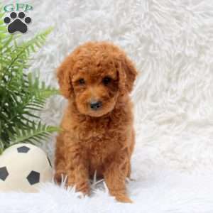 Lisa, Mini Goldendoodle Puppy