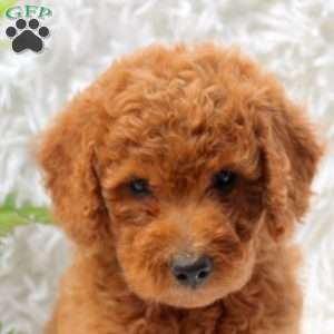Lisa, Mini Goldendoodle Puppy