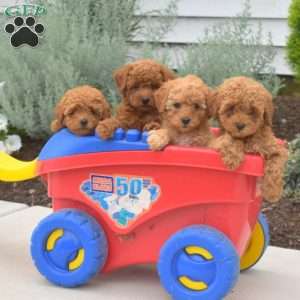 Baylee, Toy Poodle Puppy