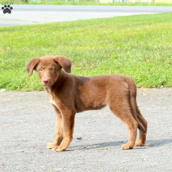 Little Howler, Labrador Mix Puppy