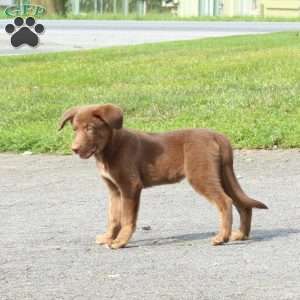 Little Howler, Labrador Mix Puppy