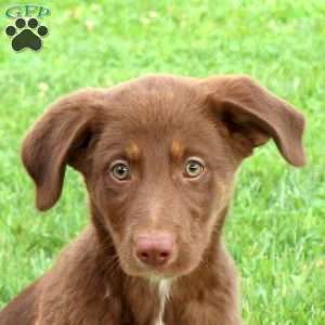 Little Howler, Labrador Mix Puppy