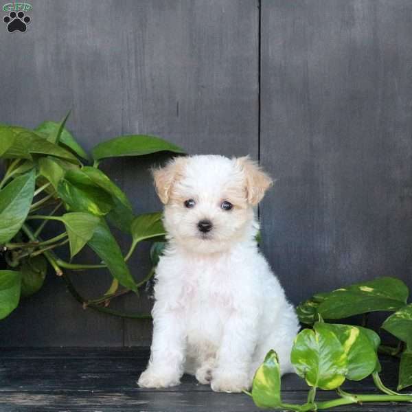 Little Jax, Bich-Poo Puppy