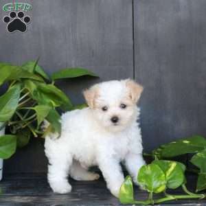Little Jax, Bich-Poo Puppy