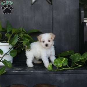 Little Jax, Bich-Poo Puppy