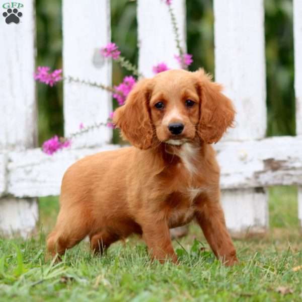 Lloyd, Cockapoo Puppy