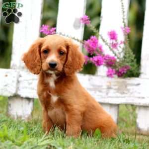 Lloyd, Cockapoo Puppy