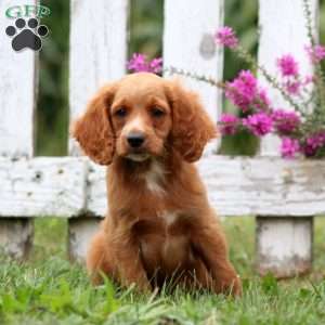 Lloyd, Cockapoo Puppy