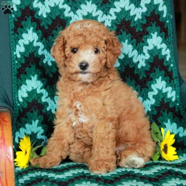 Lollipop, Toy Poodle Puppy