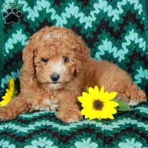 Lollipop, Toy Poodle Puppy