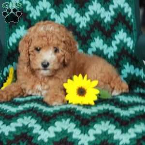 Lollipop, Toy Poodle Puppy