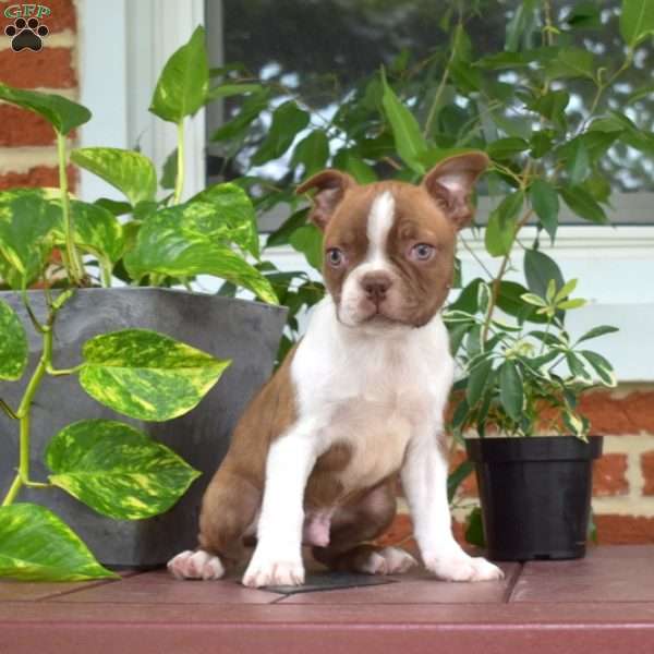 Lonnie, Boston Terrier Puppy